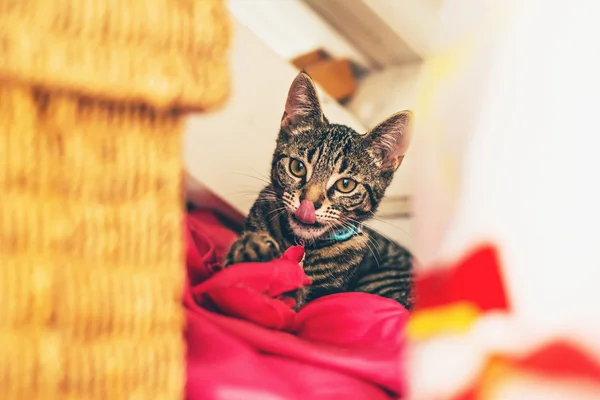 Котенок по кличке Тэбби — стоковое фото
