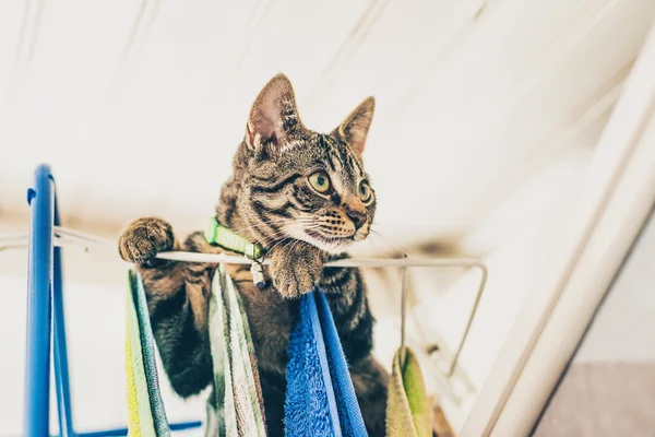 Nyfiken grå tabby kattunge — Stockfoto