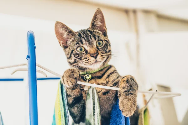 Yaramaz gri tabby yavru kedi — Stok fotoğraf