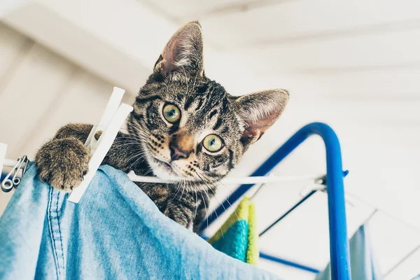Zvědavý šedá mourovatá kočičko — Stock fotografie