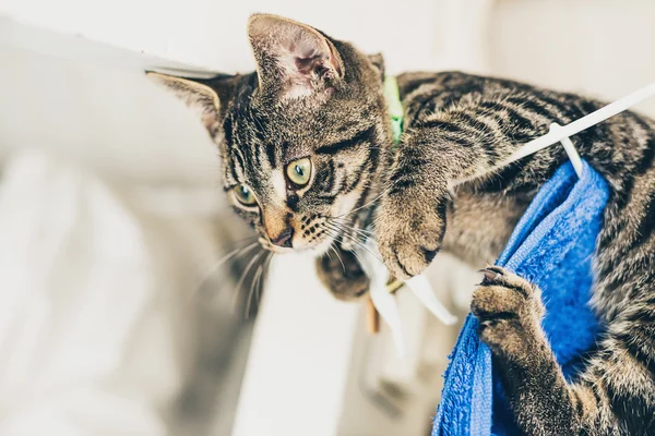 Curioso gattino grigio tabby — Foto Stock