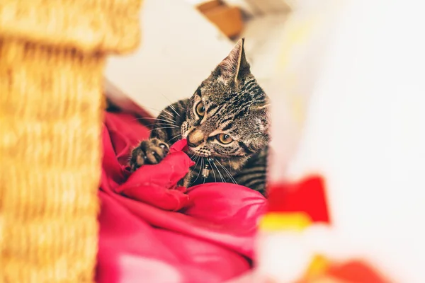 Gray tabby kitten — Stock Photo, Image