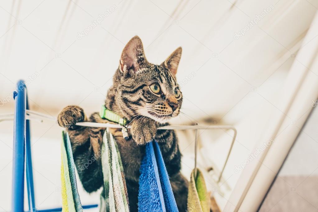 Curious gray tabby kitten