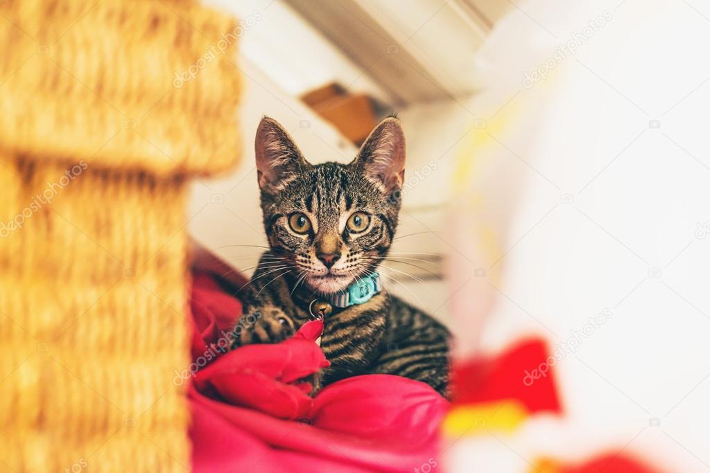 Alert gray tabby kitten