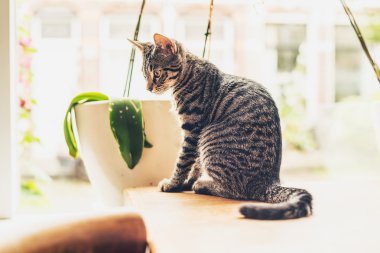 Thoughtful striped tabby cat