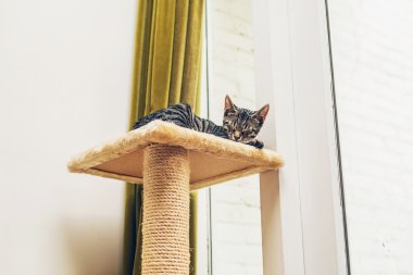 Young striped tabby cat asleep
