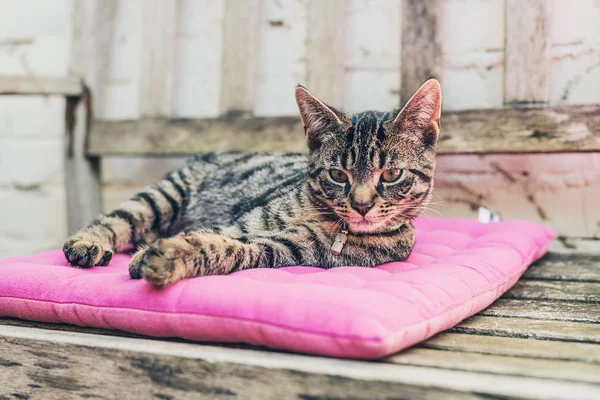 Pensive Adult Tabby Cat Resting — Stock Photo, Image