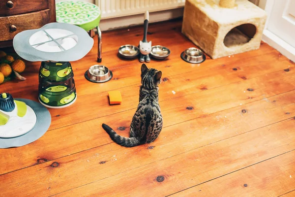 Kitty sitting watching its food bowls — Stok fotoğraf