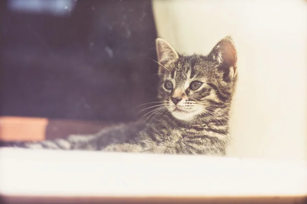 Thoughtful Gray Kitten Resting — Stok fotoğraf