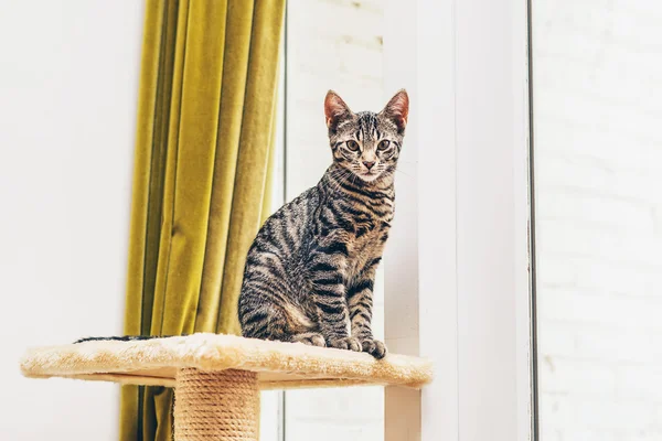 Young cat sitting on a pedestal — 图库照片