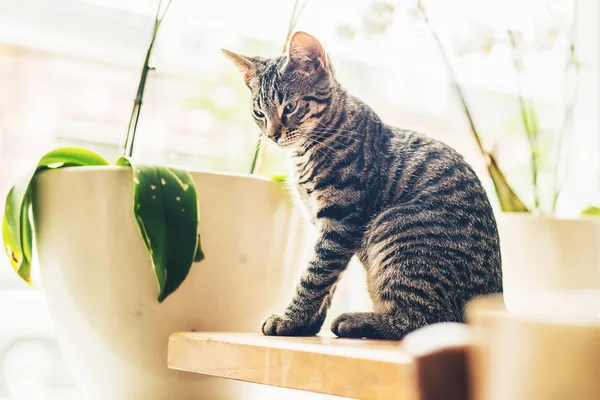 Pensive grey tabby cat — Stockfoto