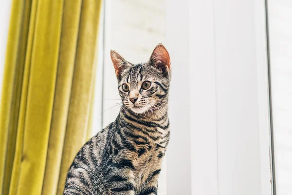 Grazioso strisce grigio tabby gatto — Foto Stock