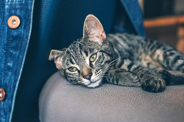 Tabby gato descansando em uma cadeira — Fotografia de Stock