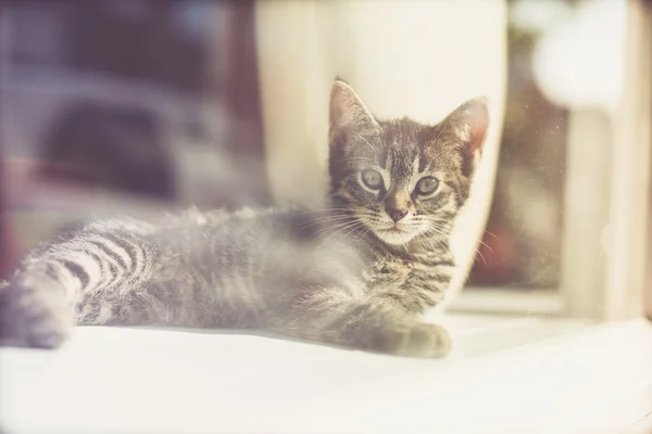 Gatinho cinzento deitado no chão , — Fotografia de Stock