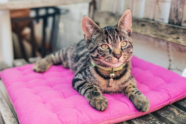 Thoughtful Tabby Cat Pet Lying — Stock Fotó