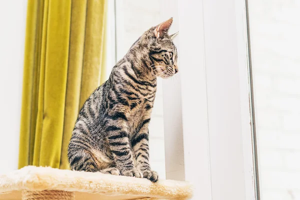 Thoughtful young tabby cat — Φωτογραφία Αρχείου