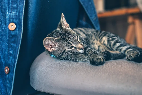 Close up Gray Tabby Cat — Stockfoto