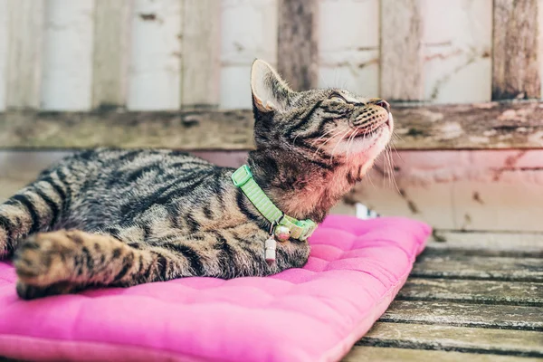 Gray Tabby Cat Resting — Stock Photo, Image