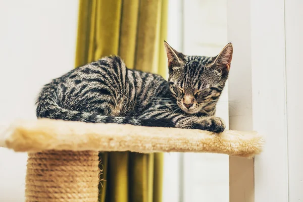 Cute striped grey tabby asleep — ストック写真