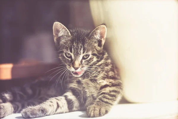 Intense little tabby kitten licking its lips — Zdjęcie stockowe