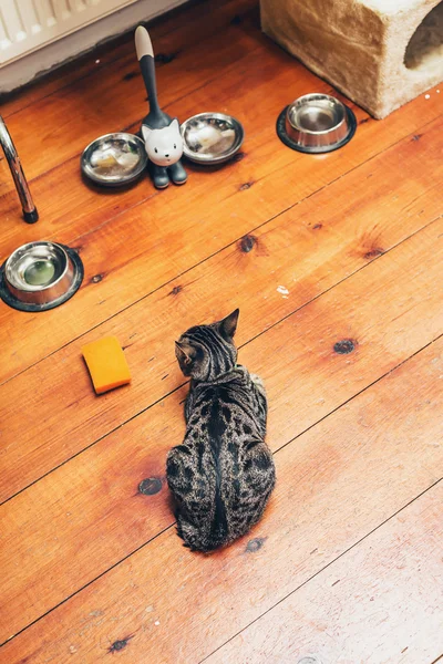 Hungry kitty lying waiting for its food — Stok fotoğraf