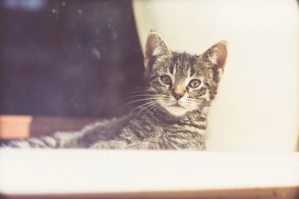 Cute Gray Kitten at the Window — Φωτογραφία Αρχείου