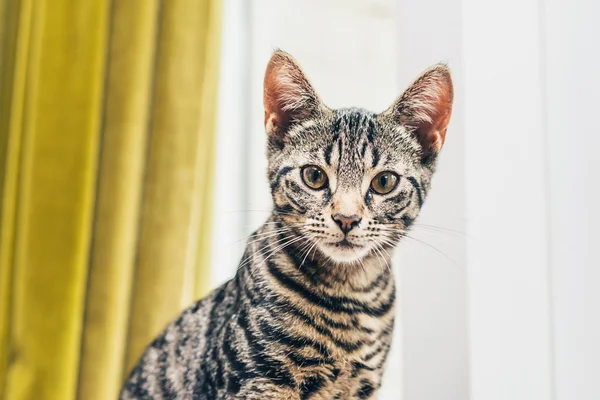 Striped grey tabby cat — Stock Fotó