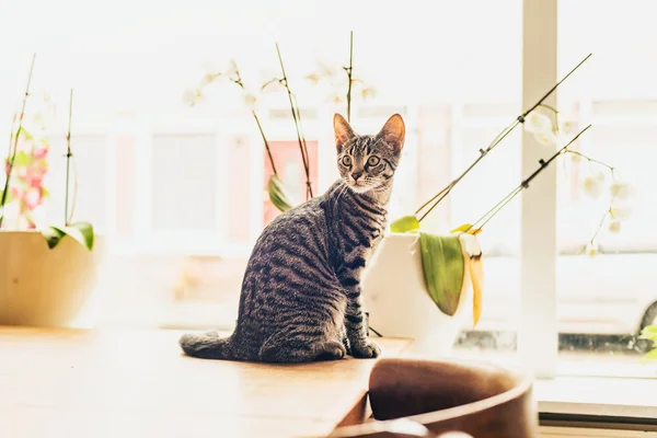 앉아 젊은 줄무늬 고양이 — 스톡 사진