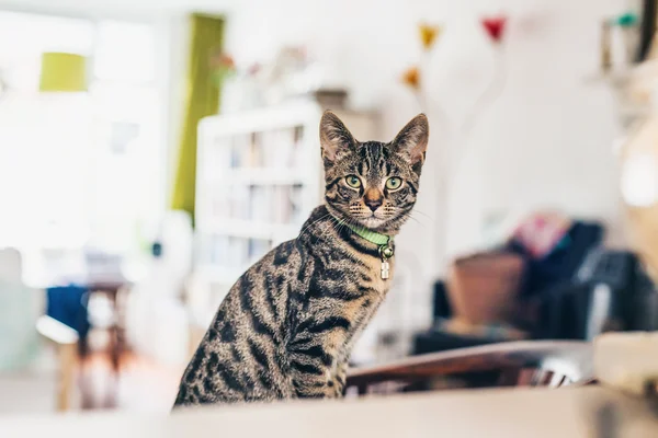 Alert grey tabby cat — Stock Photo, Image