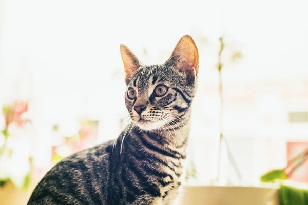 Portrait of an alert curious cat — Stok fotoğraf