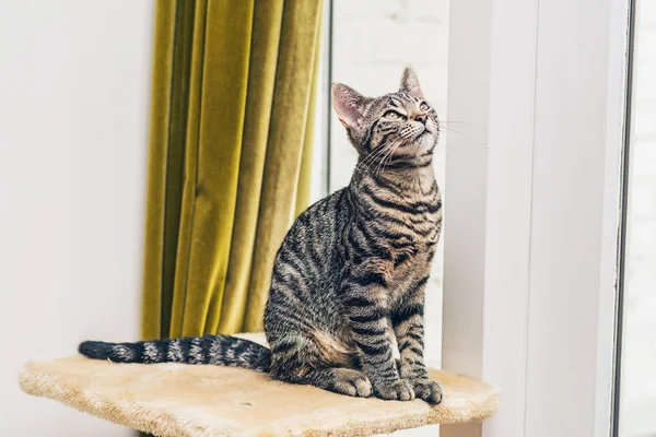 Curious pretty striped cat — Stock Photo, Image