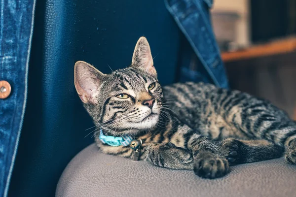 Tabby Cat with Collar — Zdjęcie stockowe