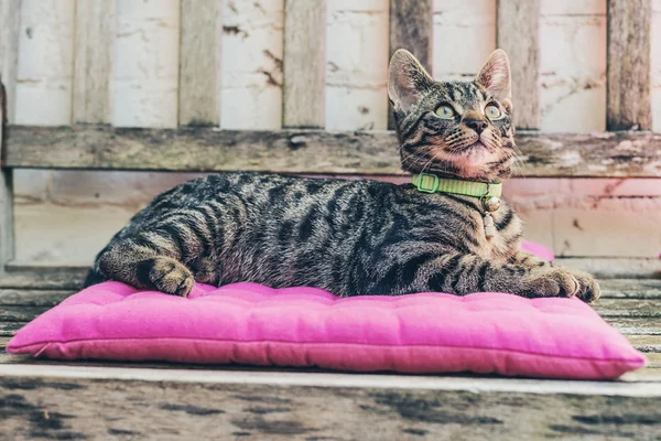 Gray Tabby Cat — Stock Photo, Image