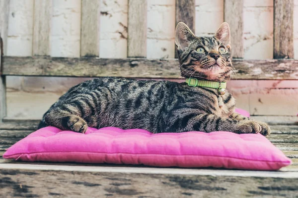 Gray Tabby Cat