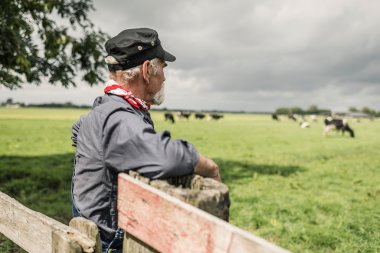 Elderly farmhand watching  herd in pasture
