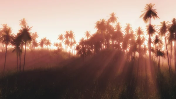 Forest of palm trees with sunbeams — Stock Photo, Image