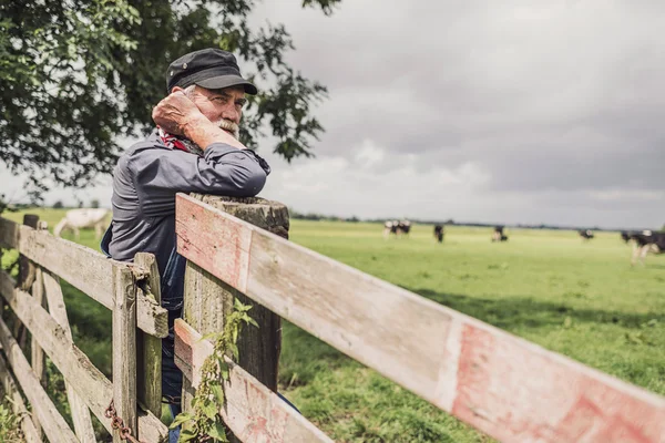 Elderly farm worker tending his cattle — Stockfoto