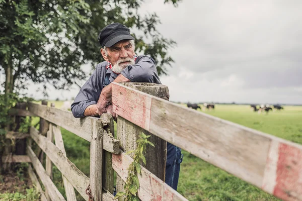 Elderly farm worker tending his cattle — Stock Photo, Image