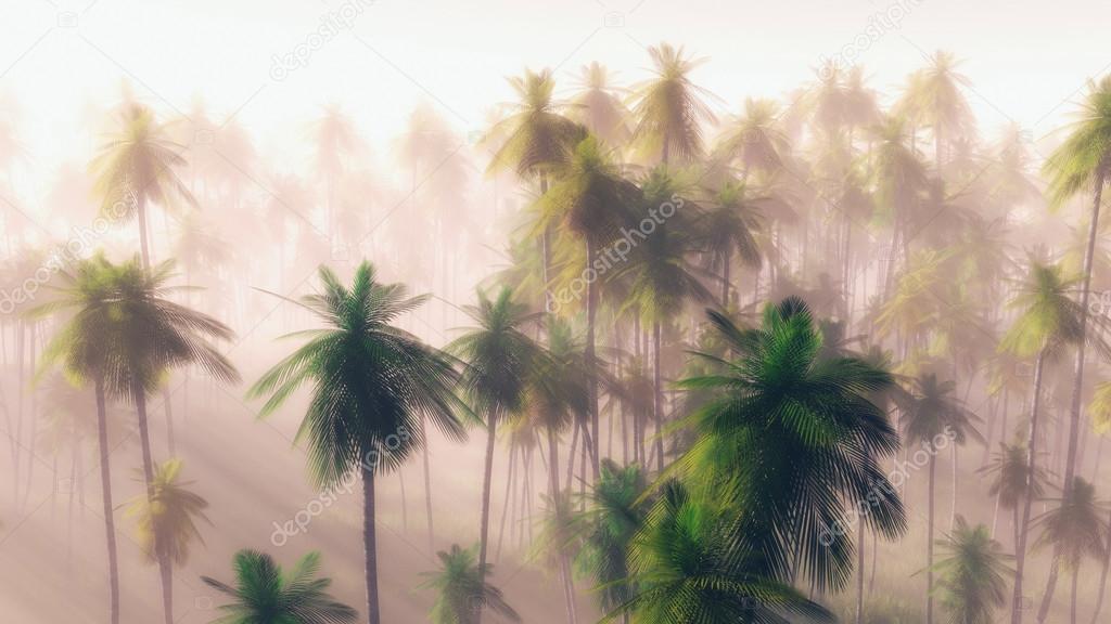 Jungle at dawn in mist