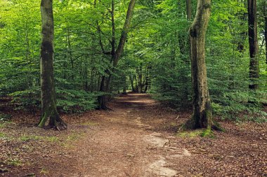 Yoğun yeşillik yol