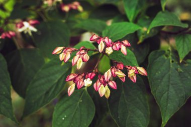Kapalı tomurcukları ve yaprakları