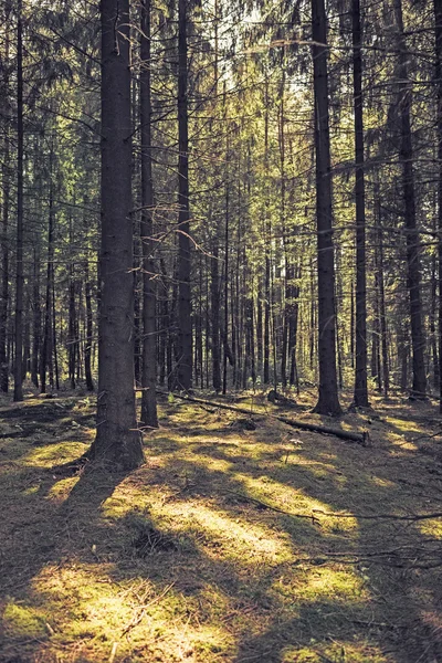 鬱蒼とした松の木の森 — ストック写真