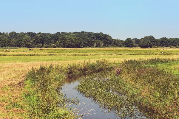 Bäuerliche Wiesenlandschaft — Stockfoto