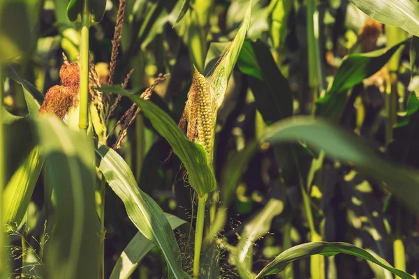 Közeli kép a kukorica a területen. — Stock Fotó