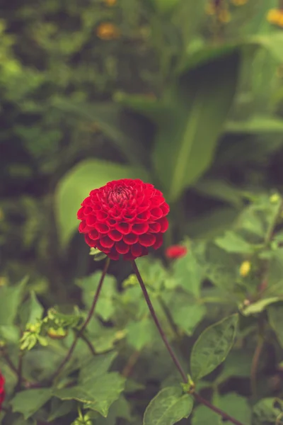Крупный план Красного цветка . — стоковое фото
