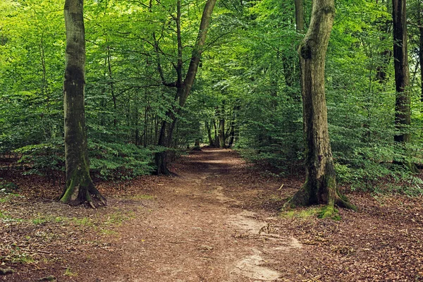 Yoğun yeşillik yol