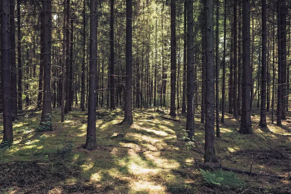 Floresta densa de pinheiros — Fotografia de Stock