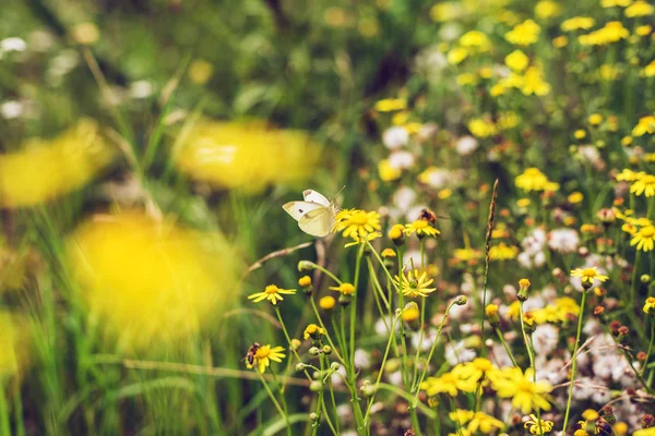 Schmetterling auf gelben Blumen — Stockfoto