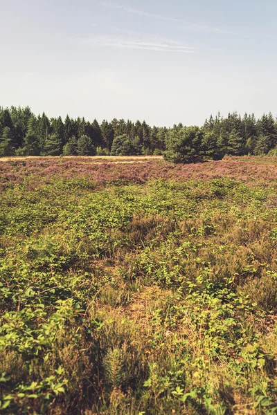 Krajobraz kwiat Heath-land — Zdjęcie stockowe