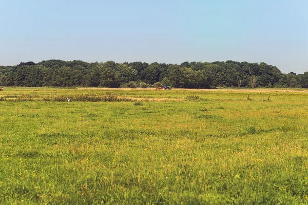 Paisaje del prado de verano en el campo —  Fotos de Stock